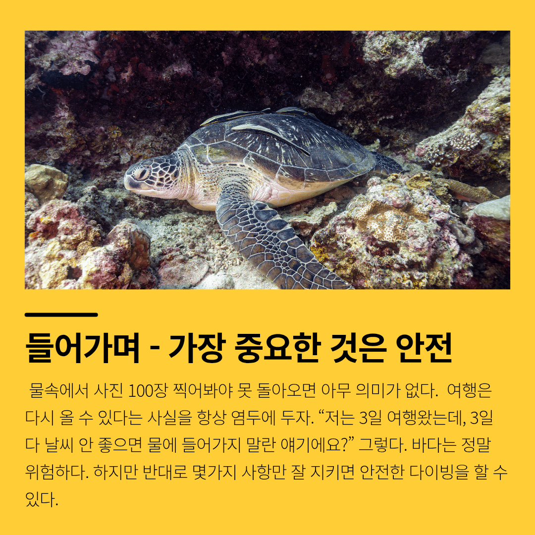 수달수 게시물 사진