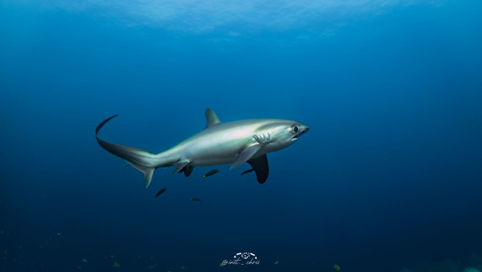 부산에 부캉이가 있다면 말라파스쿠아엔 환도리가 있어요😘 사진 2
